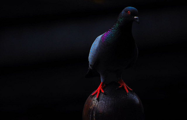 Pigeon – photo CC by Ibrahim Iujaz